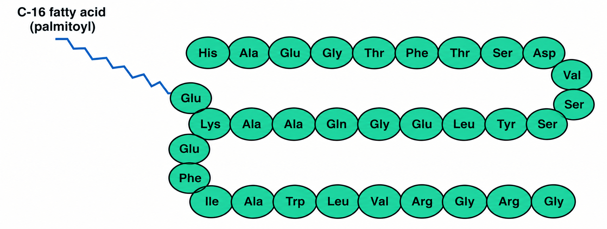 Liraglutide Peptide Structure Infographic.png